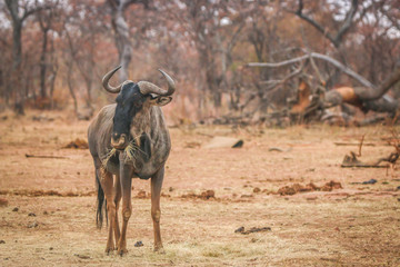 Blue wildebeest standing in the grass and eating.