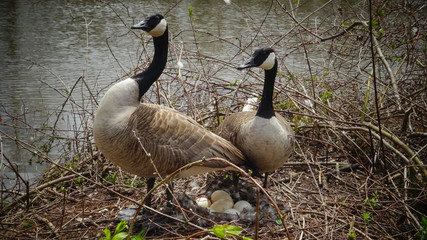 Canada goose (Branta canadensis). Male and female goose on a nest with eggs on an island among trees, New Jersey USA