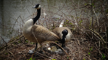 Canada goose (Branta canadensis). Male and female goose on a nest with eggs on an island among trees, New Jersey USA