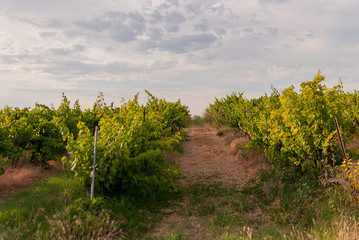 Naklejka premium Vineyard landscape with irrigation system with drip of water, at sunset. Raïmat wines. Caberneet Sauvignon.Merlot, syrah, Pynot noir.