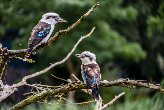 kookaburra
