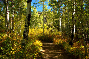 Obraz premium Hiking trail thru a mountain meadow with fall color aspens surrounding the trail