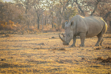 Big male White rhino standing in the grass.