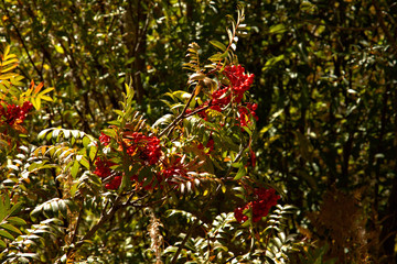 Mountain Ash berries are used to make medicine, the berries can be used fresh, dried or cooked.  Has been used for for treating kidney disease, diabetes, arthritis, low levels of vitamin C