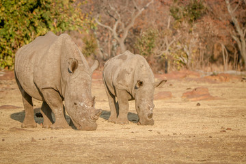 Obraz premium Two White rhinos grazing in the bush.