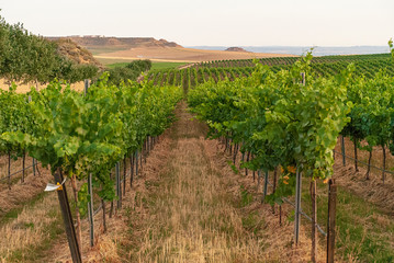 Vineyard landscape with irrigation system with drip of water, at sunset. Raïmat wines. Caberneet...