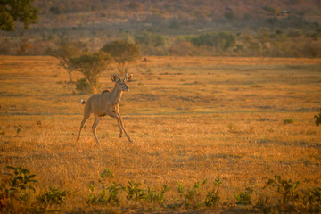 Naklejka na ściany i meble Young male Kudu running in the bush.