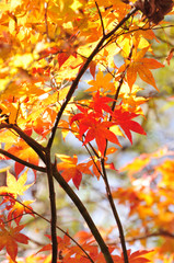 紅葉もみじ