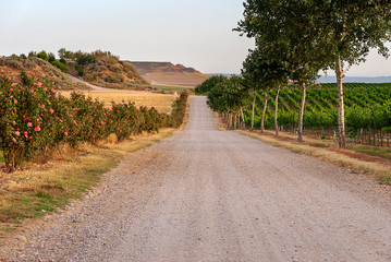 Path between mediterranean forest , One ray of light crossing the way. Warm lights at sunrise. Peaceful sensation.
