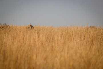 Lioness walking in the high grass.