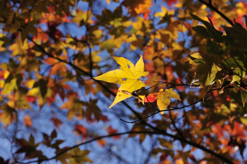 紅葉