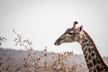 Side profile of a Giraffe in Africa.