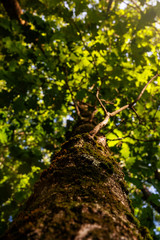 Tree Covered in Moss