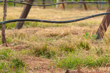 Fototapeta premium Vineyard landscape with irrigation system with drip of water, at sunset. Raïmat wines. Caberneet Sauvignon.Merlot, syrah, Pynot noir.