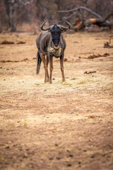 Blue wildebeest standing and eating.