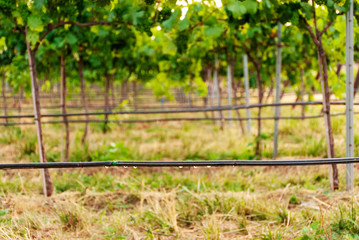 Vineyard landscape with irrigation system with drip of water, at sunset. Raïmat wines. Caberneet Sauvignon.Merlot, syrah, Pynot noir.