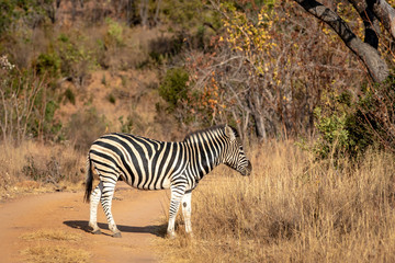 Fototapeta na wymiar Zebra standing in the road in Africa.
