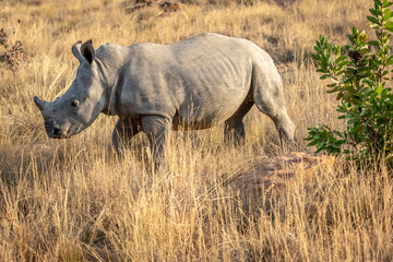 Fototapeta premium Young White rhino standing in the grass.