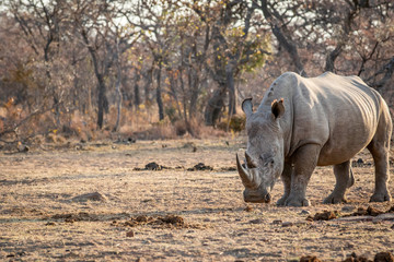 Fototapeta premium White rhino standing in the grass.