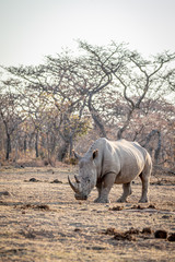 Fototapeta premium White rhino standing in the grass.