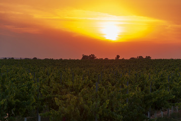 Vineyard landscape with irrigation system with drip of water, at sunset. Raïmat wines. Caberneet Sauvignon.Merlot, syrah, Pynot noir.