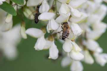 Bee on a three
