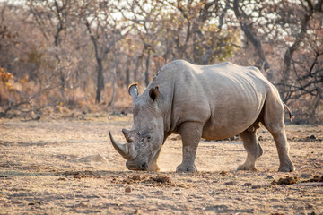Obraz premium White rhino standing in the grass.