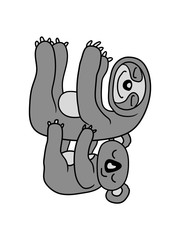 koala bär faultier 2 freunde team paar hängend kuscheln schlafen müde festhalten süß niedlich clipart design cool glücklich klein teddy bär beuteltier australien liebe