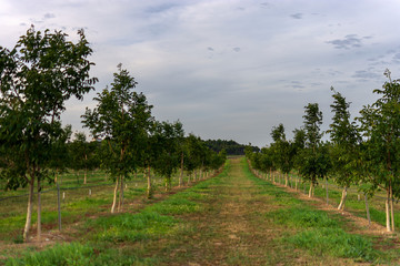 Walnut tree field in Raimat at sunset.