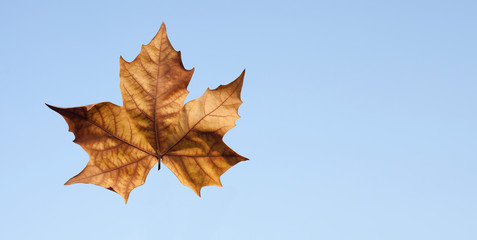 yellow maple leaf on blue. background