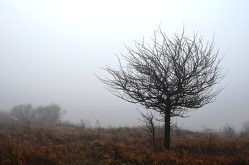 Tree in the fog