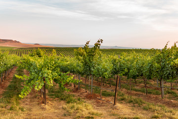 Vineyard landscape with irrigation system with drip of water, at sunset. Raïmat wines. Caberneet...