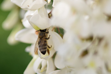 Bee on a three