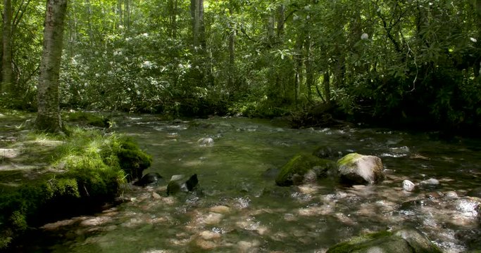A beautiful mountain stream in North Carolina.