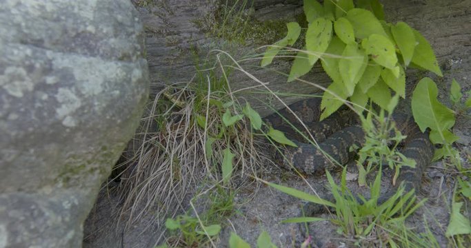 A snake against a rock in the mountains of North Carolina.