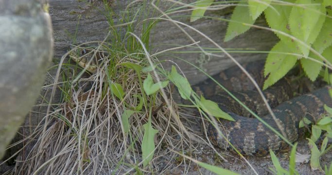 A snake against a rock in the mountains of North Carolina.