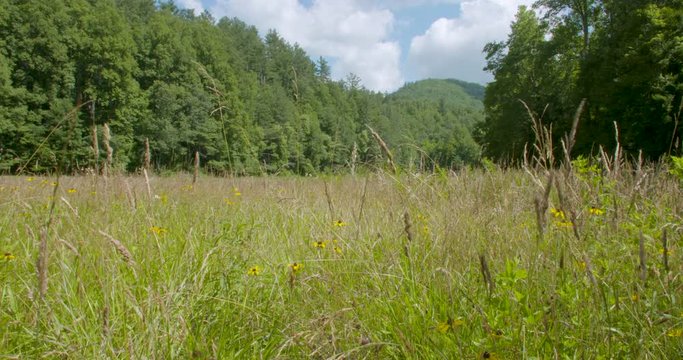 A mountain meadow in the Blue Ridge Mountains.
