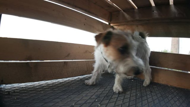 Little cute hairy jack rassel playing under the wooden box at home. Domestic pedegreed puppy with happy playful muzzle face. Production studio. Company corporate party. City urban lifestyle.