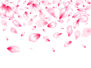 Pink sakura petals confetti flying and falling