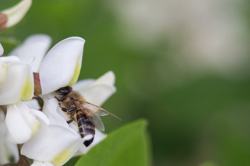 Bee on a three