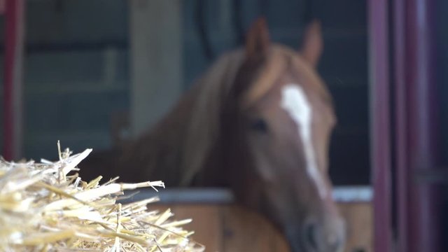 Pferd