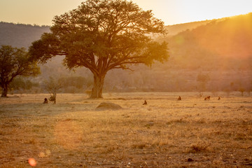 Sunset on a open plain with Chacma baboons.