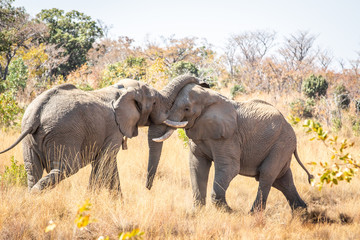 Two big male Elephants playing.