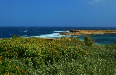 Fotobehang Malta's flowering coast in March © Анна Орлова