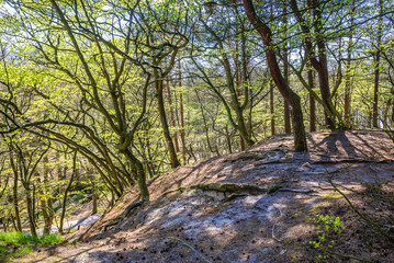 Beech forest on a Baltic Sea cliff near small village Orzechowo, Poland