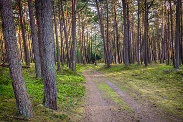 Forest road near Baltic Sea coast in Slowinski National Park, Poland