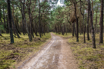 Forest road in near Baltic Sea coast in Slowinski National Park, Poland