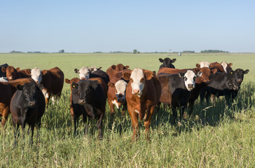 Herd of young cows