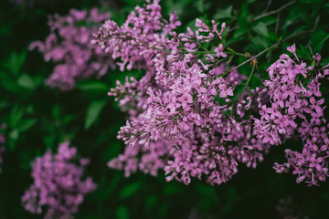 Lilac in bloom