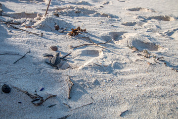 Green sea turtle hatchling on the beach.
